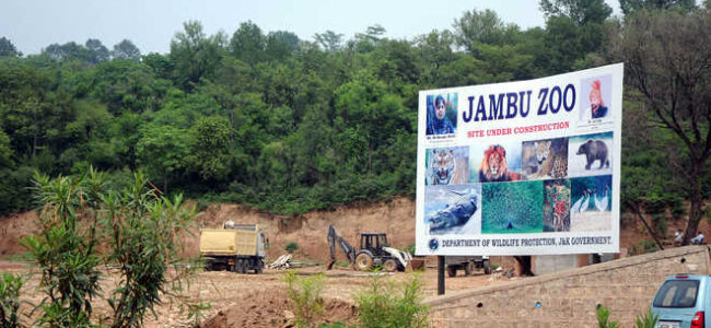Lion couple from Gujrat to reach Jambu Zoo on November 8