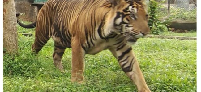 Royal Bengal Tiger pair to roar in Jambu Zoo Royal Bengal Tiger pair to roar in Jambu Zoo