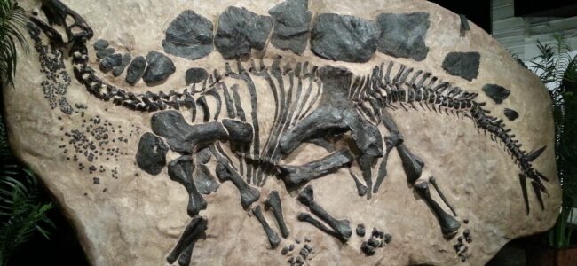 Africans discovered dinosaur fossils long before the term palaeontology’ existed