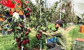 Demand for high density apple trees on rise in south Kashmir