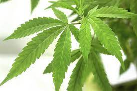 Shifting Image of Cannabis