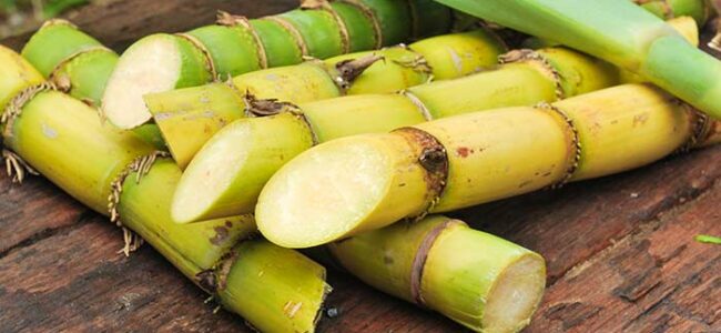Govt imposes 50 pc export duty on molasses to boost supply for ethanol production Govt imposes 50 pc export duty on molasses to boost supply for ethanol production
