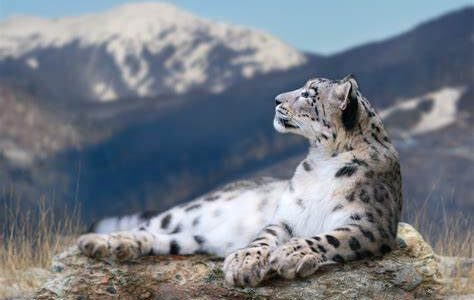 Snow leopard count up by 62 per cent in Himachal over four years: Survey