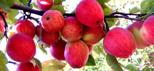 Frequent highway disruptions threaten Kashmir’s fruit industry