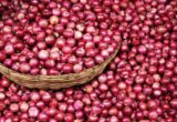 As Centre eases onion procurement norms, farmers seek Rs 3000 per quintal support price