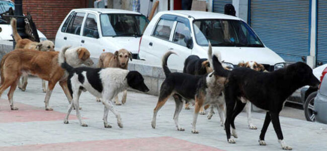 Will ask states to pay heavy compensation for dog-bite incidents: SC Will ask states to pay heavy compensation for dog-bite incidents: SC