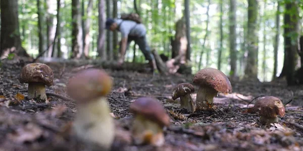 In Pursuit of Morels: A Childhood Adventure