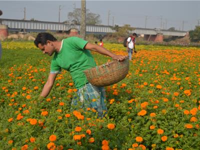 Kashmir records growth of commercial floriculture start-ups