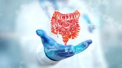 Gut bacteria and the immune system