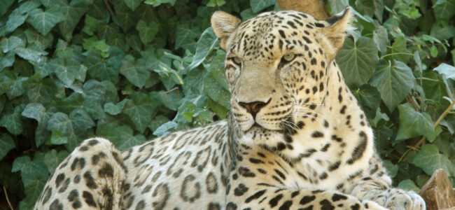 Leopard strays into Kathua village, rescued after tense operation