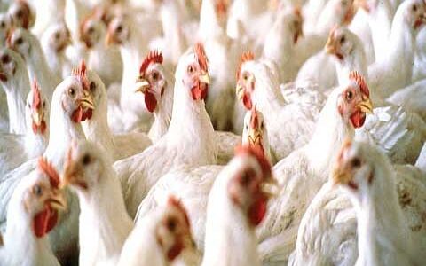 Poultry sellers sell chicken at exorbitant rates in Kashmir, authorities mute