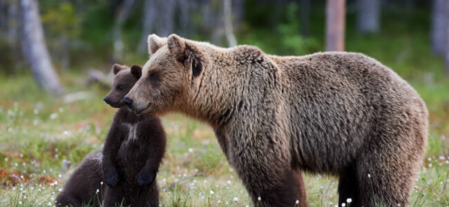 The importance of wildlife