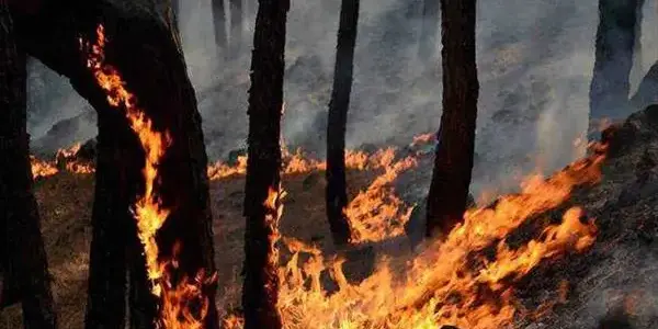 1,763 forest fire incidents affecting 4,100 hectares recorded in Jammu division over past 3 years 1,763 forest fire incidents affecting 4,100 hectares recorded in Jammu division over past 3 years