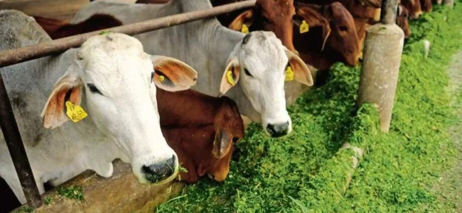 Threat to livestock