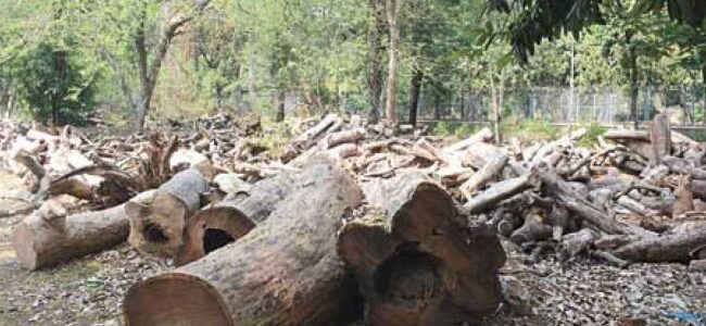More than 50 lakh large farmland trees vanished between 2018 and 2022 in India: Study More than 50 lakh large farmland trees vanished between 2018 and 2022 in India: Study