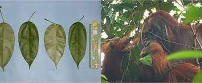 First case of wild animal treating wounds with plants documented in study