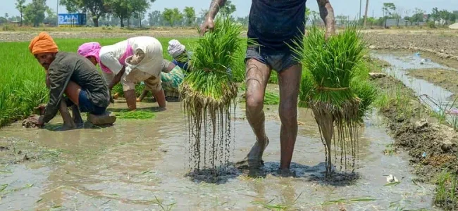 Centre plans permanent framework for weather advisory units for farmers shut last year