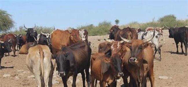 Even cattle can suffer heat strokes