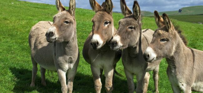 Pakistan’s donkey population rose to 5.9 million in FY 2023-24: Economic Survey Pakistan’s donkey population rose to 5.9 million in FY 2023-24: Economic Survey