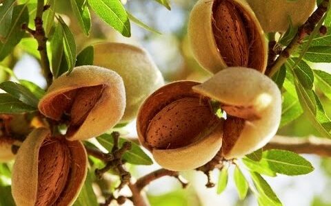Almond production dips rapidly as people prefer to grow apples