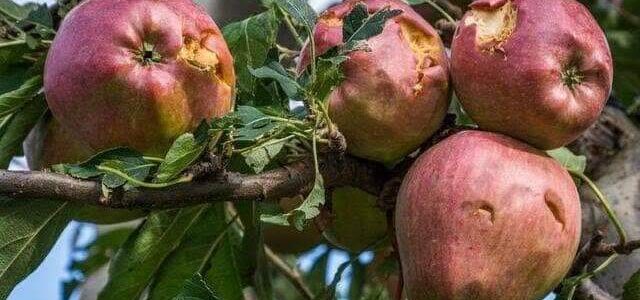 Loses due to hailstorm: Fruit growers reiterate demand for crop insurance scheme Loses due to hailstorm: Fruit growers reiterate demand for crop insurance scheme