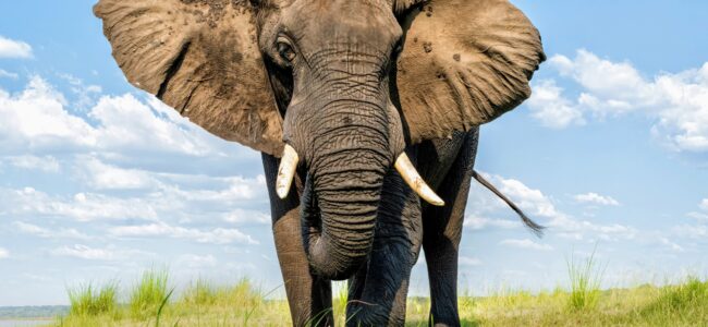 Excavated in Kashmir 24 years ago, elephant skull found to be of extinct ‘straight-tusked’ species