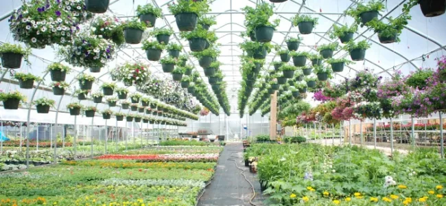 Importance of Greenhouse Sheds