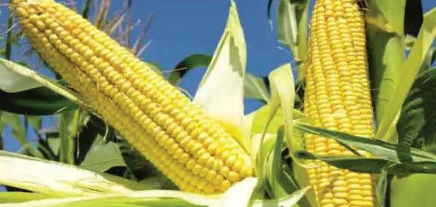 Increasing popularity of Maize crop in Kashmir