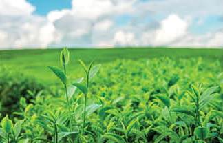 Govt secures additional gas for urea plants via spot auction; output to rise by 13,000 tonnes/day
