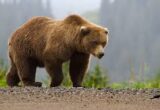 Three women injured in bear attack in Poonch, one critical Three women injured in bear attack in Poonch, one critical