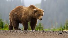 Claws at the Orchard Edge:  Kashmir’s Escalating Black Bear Conflict Leaves Villages Living in Fear