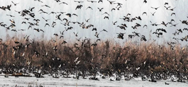 India gets Ramsar tag for 2 wetlands, PM lauds efforts India gets Ramsar tag for 2 wetlands, PM lauds efforts