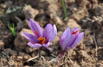 No Bumper Saffron Crop in Kashmir This Year, Only 15% Bloom Reported