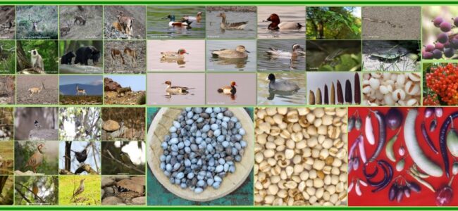 Safeguarding biodiversity for our survival