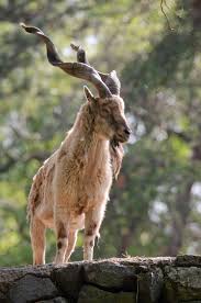 Screw-horned goat commonly known as Markhor spotted in Baramulla village Screw-horned goat commonly known as Markhor spotted in Baramulla village