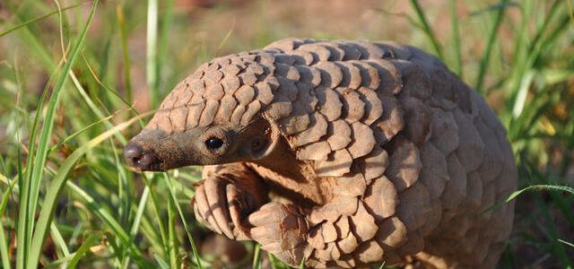 Rare Indian Pangolin rescued near LoC in Rajouri