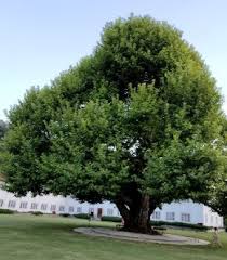 Chinar Conservation: Govt digitally tracks, geotags28,000 trees in four years