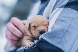 ‘Pet Love’ at its peak in Kashmir