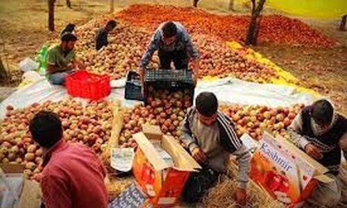  Tral residents demand construction of fruit Mandi before next fruit season