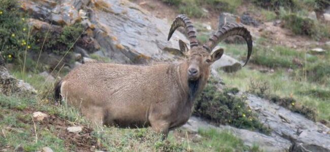 Himalayan Ibex shot by poachers rescued, four arrested in Ladakh Himalayan Ibex shot by poachers rescued, four arrested in Ladakh