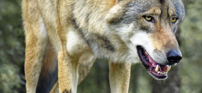Four Indian grey wolves brought to Jammu’s Jambu Zoo from Gujarat Four Indian grey wolves brought to Jammu’s Jambu Zoo from Gujarat