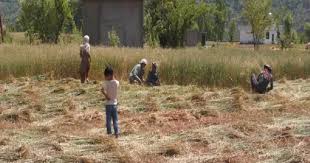 Tension along International Border: Farmers rush to wrap up harvest