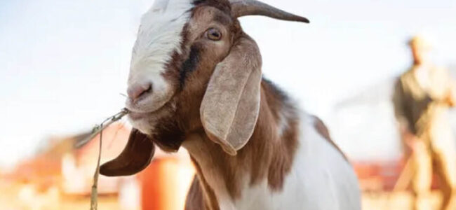The essence of Qurbani The essence of Qurbani