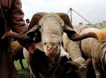 Market Slump: Few takers for sacrificial animals in Kashmir Market Slump: Few takers for sacrificial animals in Kashmir