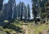 Forest Dept bans camping, off-roading at four tourist spots in Kashmir Forest Dept bans camping, off-roading at four tourist spots in Kashmir