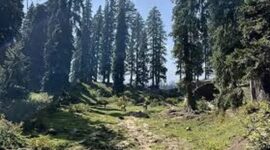 J&K’s Green Gold Under Pressure as Forests Face Climate, Concrete & Human Footprint