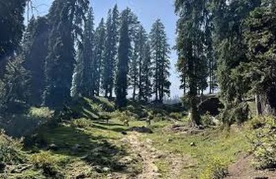 Tree cover in Indian Himalayan region shrunk by 2.2 per cent in two years: Govt