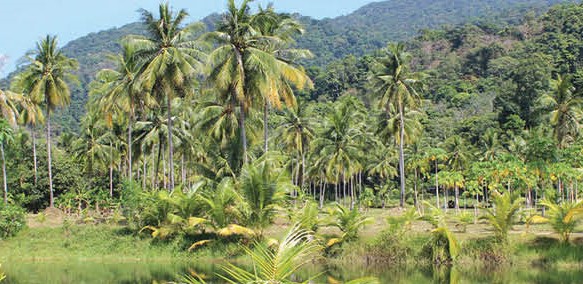 India lost more forest area than it gained during 2015 to 2019: IIT study India lost more forest area than it gained during 2015 to 2019: IIT study
