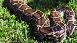 Big python captured in Rajouri Big python captured in Rajouri