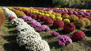 Tourists visiting JK must see Chrysanthemum garden: Farooq Abdullah Tourists visiting JK must see Chrysanthemum garden: Farooq Abdullah